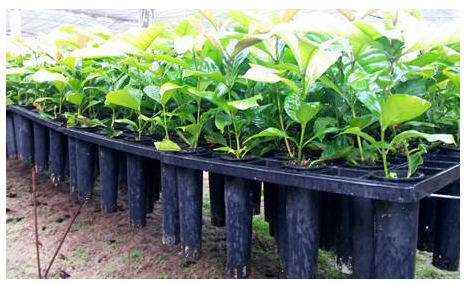 Canteiro de mudas de plantas dentro de tubos plásticos.